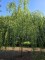 Afbeelding Treurwilg GRILLIGE KROON - Salix x sepulcralis 'Chrysocoma'