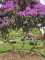 Afbeelding paarse rhododendron - Rhododendron Roseum Elegans