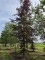 Afbeelding Rode Beuk - Fagus sylvatica 'Atropunicea'