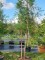 Afbeelding Kustmammoetboom - Sequoia sempervirens 'Illa Martin'