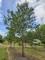 Afbeelding Oostenrijkse den - Pinus nigra subsp. Nigra