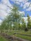 Afbeelding Treurwilg - Salix sepulcralis 'Chrysocoma'