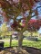 Afbeelding Japanse esdoorn - Acer palmatum 'Dragon Fire'