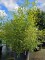 Afbeelding gele bamboe als solitair of haag - Phyllostachys aurea