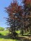 Afbeelding Rode beuk - Fagus sylvatica 'Atropunicea'