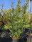 Afbeelding Indische sering met rode bloei - Lagerstroemia indica 'Tuscarora'
