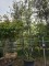 Afbeelding Steeneik meerstam - Quercus ilex