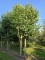 Afbeelding Plataan 2 stam als dakvorm - Platanus x Hispanica