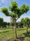 Afbeelding Dakplataan - Platanus x hispanica