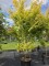 Afbeelding Japanse esdoorn met gele takken - Acer palmatum 'Bi-hoo'