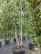 Afbeelding Ruwe Berk - betula pendula