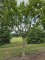 Afbeelding HAAGBEUK als ruige karakterboom - Carpinus betulus
