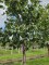Afbeelding Opal pruim - Prunus domestica 'Opal'