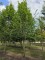 Afbeelding Zuilvormige haagbeuken op stam - Carpinus betulus 'Frans Fontaine'   (Fastigiata)