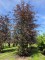 Afbeelding Rode beuk - Fagus sylvatica 'Atropunicea'