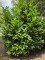 Afbeelding laurierstruik - Prunus laur. Rotundifolia