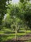 Afbeelding Amerikaanse tulpenboom - Liriodendron tulipifera 'Aureomarginatum'