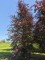 Afbeelding Rode beuk - Fagus sylvatica 'Atropunicea'