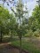 Afbeelding Handpeer - Pyrus communis (handpeer)