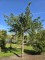 Afbeelding Treurtaxus - Taxus baccata dovastoniana 'Aurea Pendula'