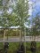 Afbeelding Koningslinde - Tilia x europaea 'Pallida'