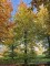 Afbeelding Rode beuk - Fagus sylvatica 'Atropunicea'