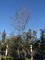 Afbeelding Zwarte els - Alnus glutinosa