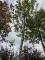Afbeelding Steeneik - Quercus ilex