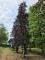 Afbeelding Rode beuk - Fagus sylvatica 'Atropunicea'