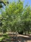 Afbeelding Chinese vleugelnoot - Pterocarya Stenoptera