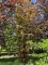 Afbeelding Rode beuk - Fagus sylvatica Atropunicea