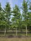 Afbeelding Tempelboom of Eendenpootboom - Ginkgo biloba