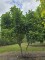 Afbeelding Magnolia 'Susan' - Magnolia 'Susan'