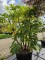 Afbeelding Vingerplant - Fatsia Japonica