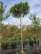 Afbeelding Parasol den - Pinus 'Pinea'