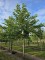 Afbeelding Witte moerbei - Morus alba 'Macrophylla'