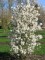 Afbeelding Stermagnolia - Magnolia Stellata