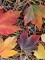 Afbeelding Amerikaanse esdoorn - Acer rubrum 'Brandywine'