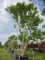 Afbeelding Zevenzonenboom - Heptacodium miconioides