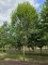 Afbeelding Zuilvormige haagbeuken op stam - Carpinus betulus 'Frans Fontaine'   (Fastigiata)