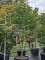 Afbeelding Japanse esdoorn - Acer palmatum 'Osakazuki'