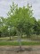 Afbeelding Zomereik - Quercus robur