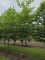 Afbeelding Storaxboom - Styrax japonicus