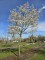 Afbeelding Krentenboompje - Amelanchier lamarckii