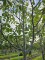 Afbeelding Walnoot 'Cyril' - Juglans regia 'Cyril'