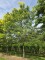Afbeelding Valse Christusdoorn - Gleditsia triacanthos 'Sunburst'