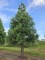 Afbeelding Mammoetboom - Sequoiadendron giganteum