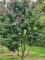 Afbeelding Perzisch IJzerhout 'Bella' - Parrotia persica 'Bella'
