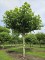 Afbeelding Plataan - Platanus hispanica
