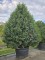 Afbeelding Portugese laurier - Prunus Lusitanica